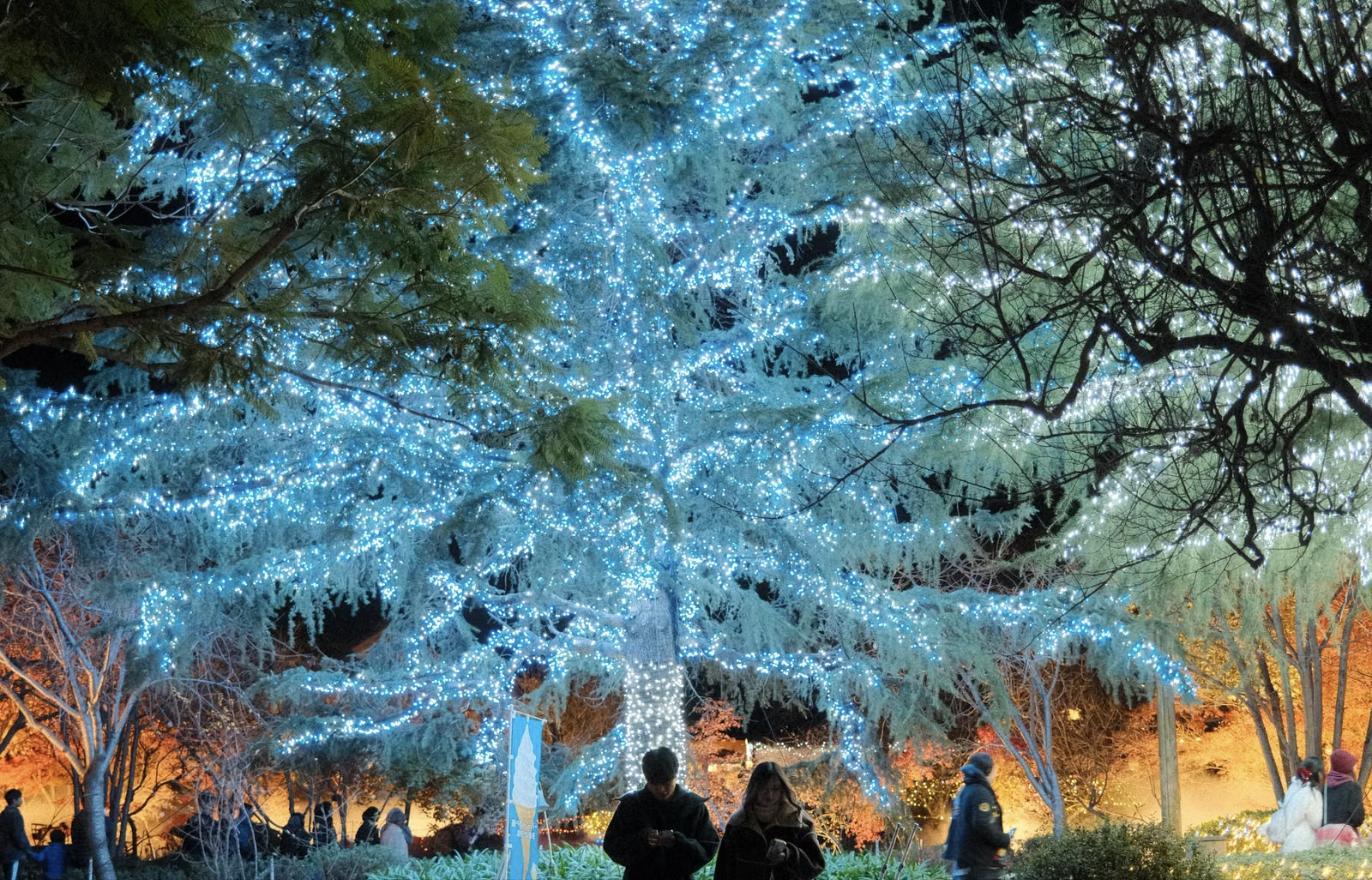 イルミネーションで輝く大きな樹と来場者（メルボルン王立植物園のLightscape）
